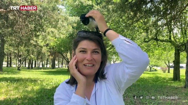 İyileştirdiği yavru saksağan yalnız kalmasın diye yanında işe götürüyor