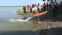 Samsun haberleri | Samsun'da göllere 2 milyon 524 bin adet sazan balığı yavrusu bırakıldı