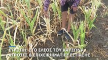 Ευρώπη: Στο έλεος του καύσωνα αγρότες και επιχειρηματίες εστίασης