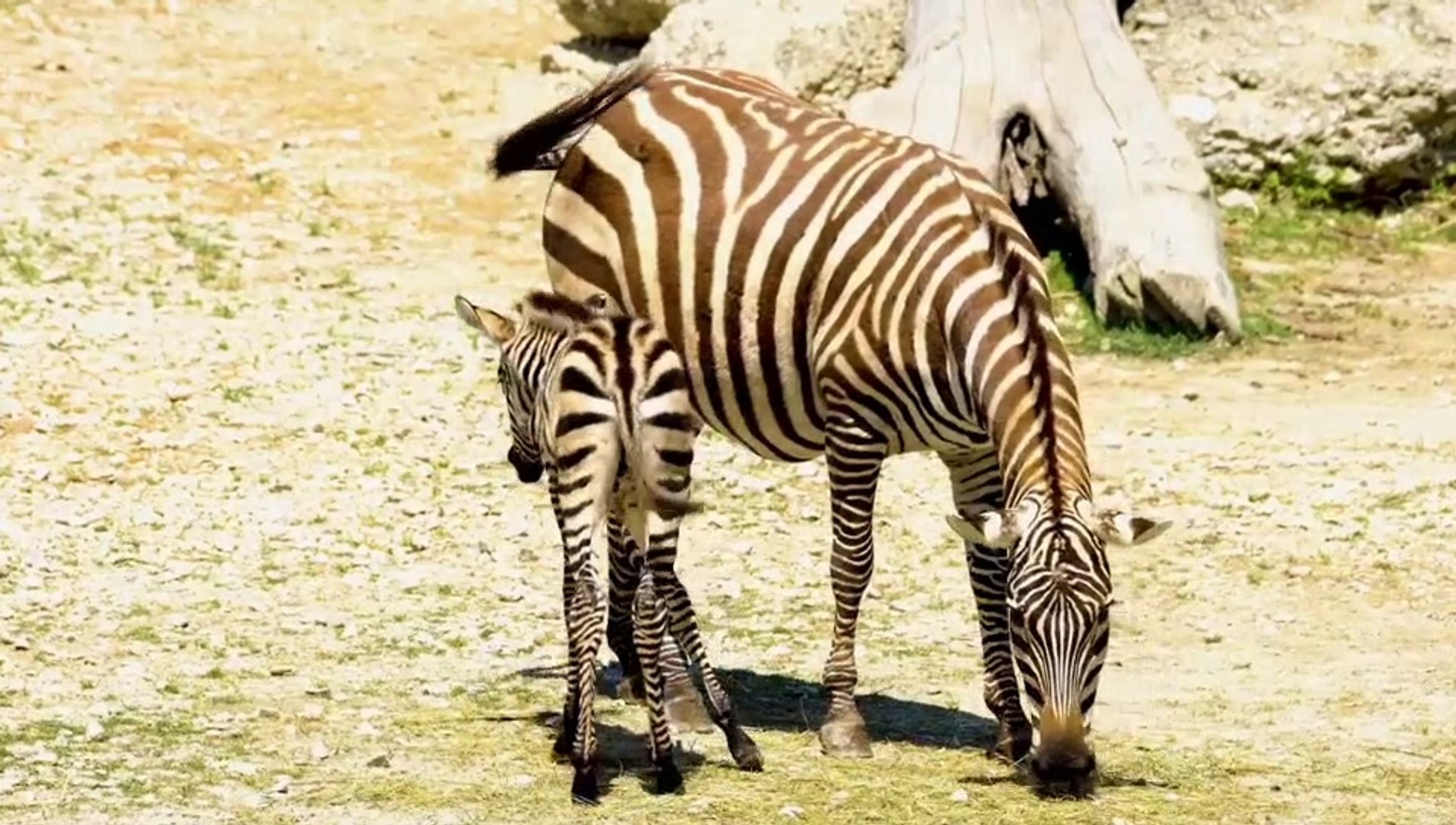 ⁣Wildlife animals in the planet part2