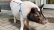 People swap dogs for pet pigs as the cost of living crisis hits home