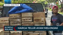 Harga Telur Melonjak Drastis, Distributor Kesulitan Jual Telur