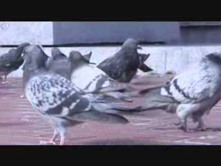 Pigeons and Bread