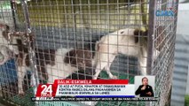 38 aso at pusa, kinapon at binakunahan kontra rabies bilang paghahanda sa pagbabalik-eskwela sa Lunes | 24 Oras