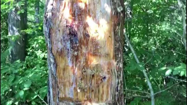 Sinop yerel haberleri... Sinop'ta Kesilen Çam Ağaçları Tepki Çekti