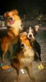 Wow So Beautiful Three  Cute Pie Dogies _ Cute Animals Video 2022