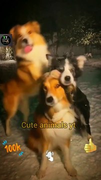Wow So Beautiful Three Cute Pie Dogies _ Cute Animals Video 2022
