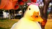 Are You So Beautiful Cute Duck Animals _ Cute Pie animals Videos 2022