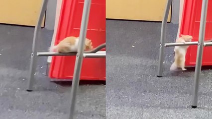 'Smol but Strong hamster shows how to do a pull-up and look good while doing it '