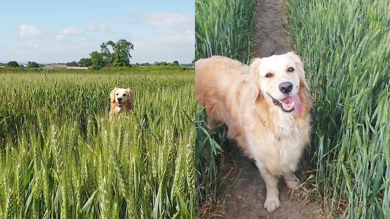 'Woman hides from dog to see if he would come back searching for her *AMAZING ENDING!*'