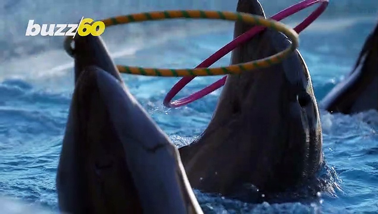 Dolphins... Our Underwater Allies On the Quest for Understanding