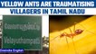Tamil Nadu villages haunted by the sting of ‘Yellow Ants’ | Oneindia News *News