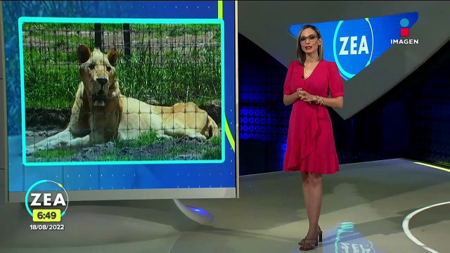 Trasladan a nueve felinos del santuario Black Jaguar-White Tiger a Veracruz