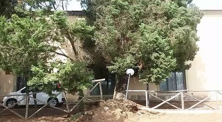 Download Video: Maltempo a Bagno a Ripoli, a Lappeggi un albero crolla su una casa