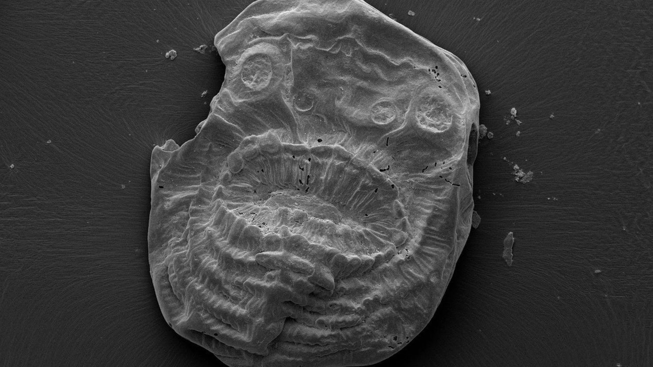 Le mystère d'un étrange animal sans anus de 535 millions d'années résolu ?