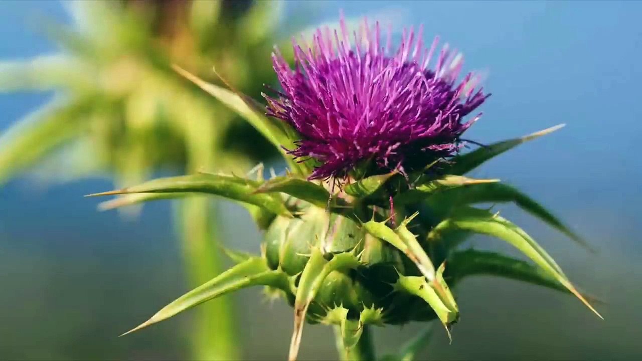 Absolute BEST Herb for Liver Disease (Fatty Liver, Hepatitis and Cirrhosis) -Dr Burg