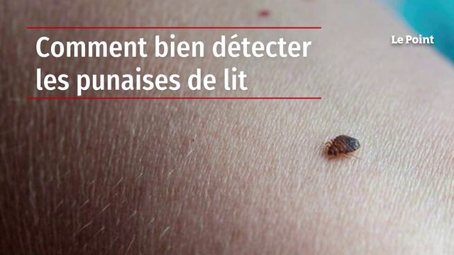 Comment bien détecter les punaises de lit