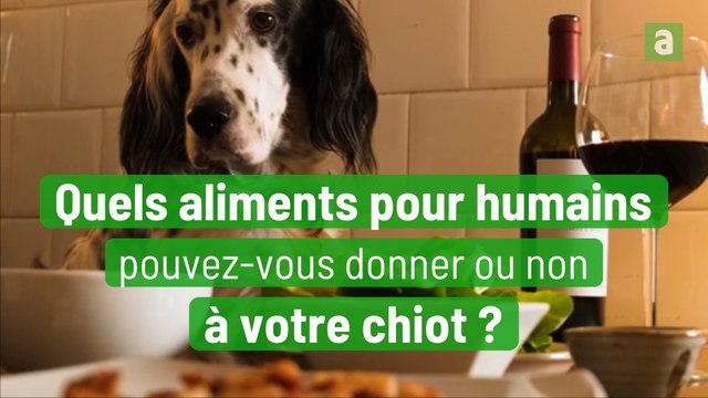 Quels aliments pour humains pouvez vous donner ou non votre chiot