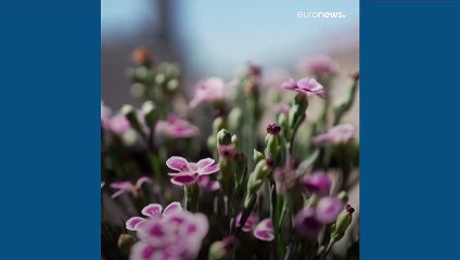 هنرمند افغان از حس تحقیرشدگی در مهاجرت به پاریس می‌گوید