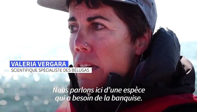 Canada : les bélugas arrivent dans leur refuge estival de la baie d'Hudson