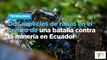 Dos especies de ranas en el centro de una batalla contra la minería en Ecuador