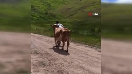 Yeni doğan buzağıyı sırtında taşıdığı anlar izleyenleri duygulandırdı