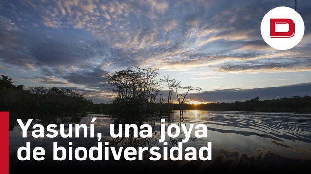 Un viaje al Yasuní: el corazón de la Amazonía de Ecuador