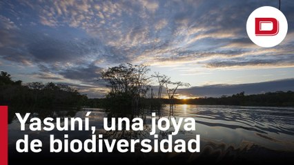 Un viaje al Yasuní: el corazón de la Amazonía de Ecuador