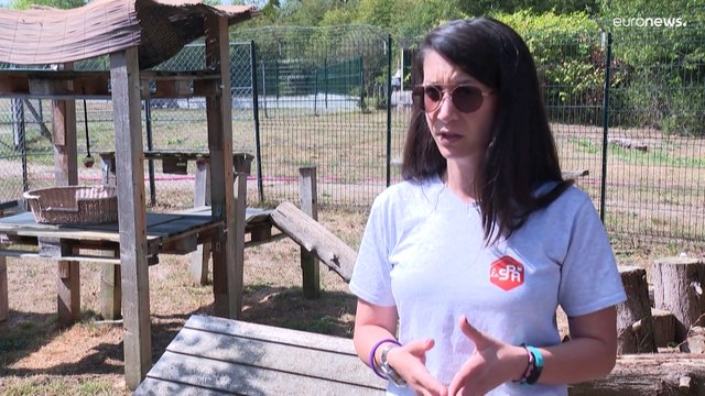 Рост числа брошенных животных в Европе