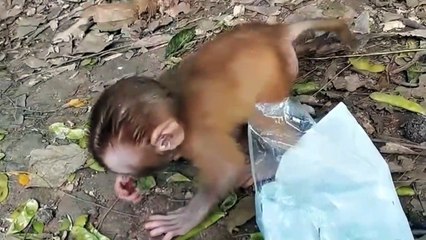cute monkey baby looking for food