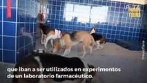 Rescatan unos 4.000 perros beagle que serían utilizados en experimentos en EE.UU.