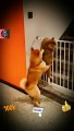 The Dog Is Helping The Cat  Very Nice Video _ Cute Animals Helpful Videos #shorts #animals #viral