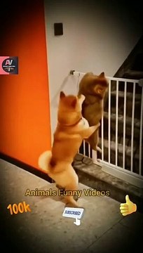 The Dog Is Helping The Cat Very Nice Video _ Cute Animals Helpful Videos #shorts #animals #viral