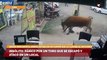Insólito: pánico por un toro que se escapó y atacó en un local