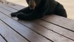 Bear Interrupts Alabama Family s Gatlinburg Vacation  Just Wants to Hang Out
