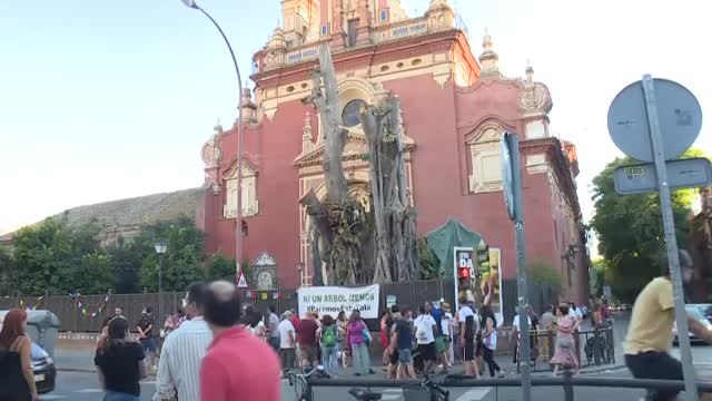 El ficus de Triana se mantiene en pie a la espera de la decisión del juez