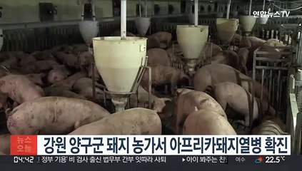 강원 양구군 돼지 농가서 아프리카돼지열병 확진