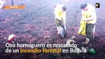 Sorprendente rescate de un oso hormiguero en un incendio