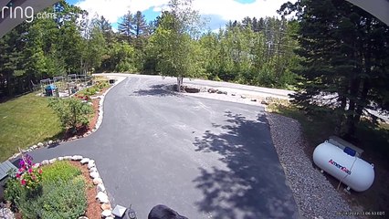 Bear Steals This Week's Groceries