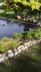 Shih Tzu Runs into Water Chasing Ducks