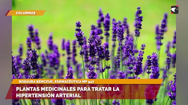 Plantas medicinales para tratar la hipertensión arterial
