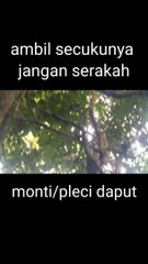 cara pikat burung dapat ratusan ekor