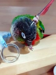 Yellow Side Conure Scratches Head with a Feather