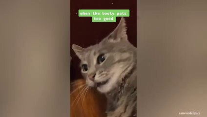 Need To Relax - These Funny CAT Videos Are For You - Funniest Cat Reaction #2