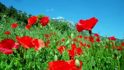 Time-lapse - Vídeos Gratuitos