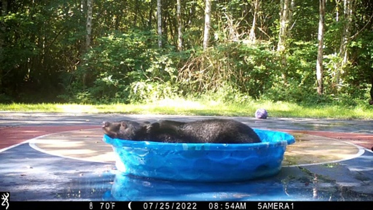 Bear Goes Full Zen After Winning Battle for Kid...