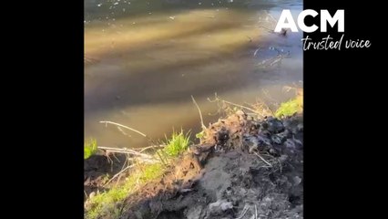 Platypus in the swollen Peel River in Tamworth NSW - August 19, 2022 - Northern Daily Leader