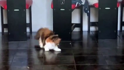 Cats vs. toilet litter