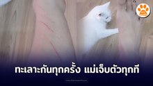 ทะเลาะกันทุกครั้ง แม่เจ็บตัวทุกที