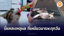 นี่แหละเหตุผล ที่เหมียวมา รพ. ทุกวัน